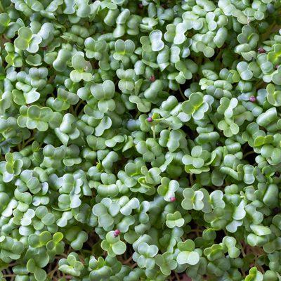 Jackrabbit Microgreens
