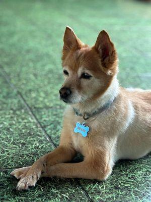 Four Paws Stay & Play