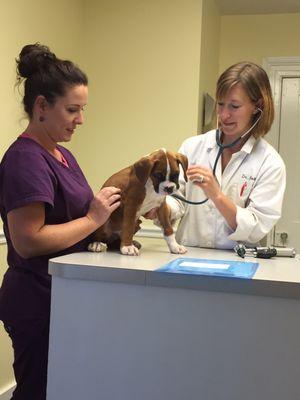 Cherry Point Animal Hospital