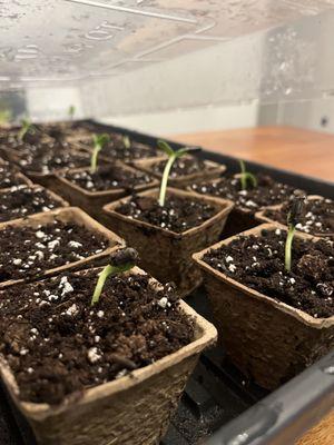 Pro Gardens and Lawns