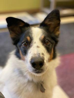 And Dogs Too Veterinary Clinic