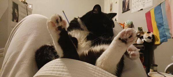 My cat loves my suit