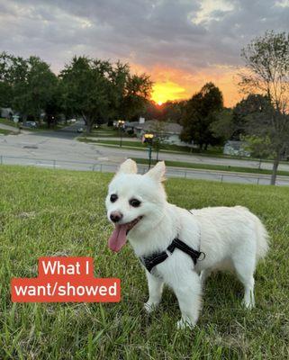 Pawlished Pets Grooming Salon