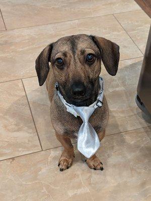 Bentley's handsome tie!!