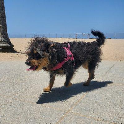 Tumble n' Play Pet Services