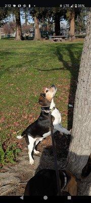 Looking at a squirrel