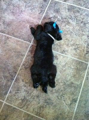 Pawsh Wash Pet Grooming