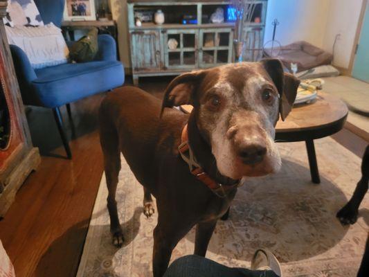 Chappell's Pet Sitting and Dog Walking