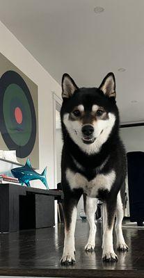 Harborside Veterinary Hospital