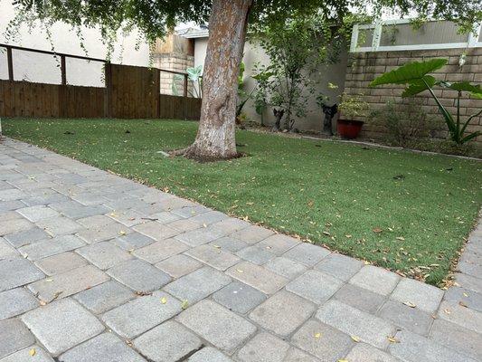 Before dog poop cleanup on artificial turf