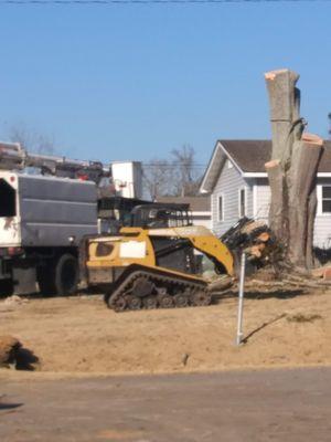 Tree and Stump Removal