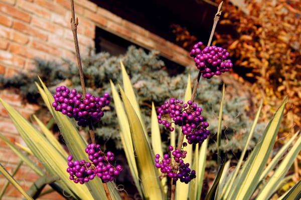 beauty berry and yucca