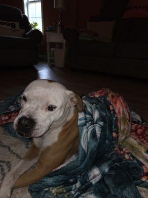 Taney County Animal Control