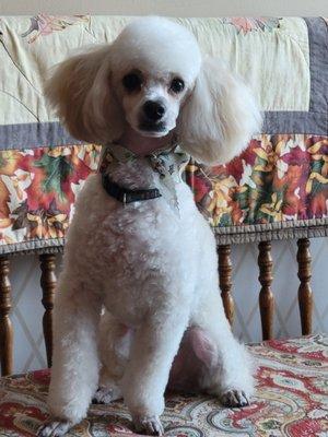 Fancy Paws Pet Salon