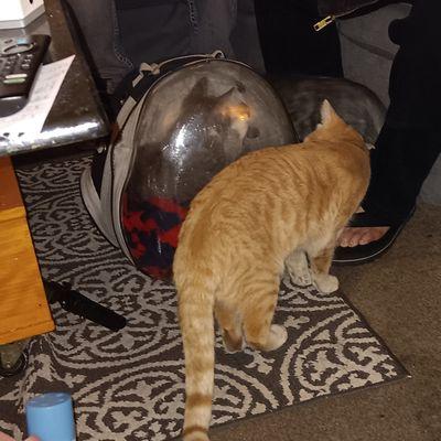 I have happy healthy cats thanks to Doney Coe!