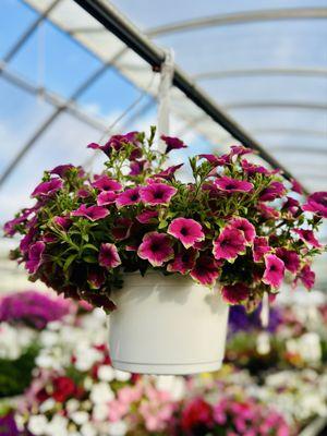 Mazzocca's Greenhouse