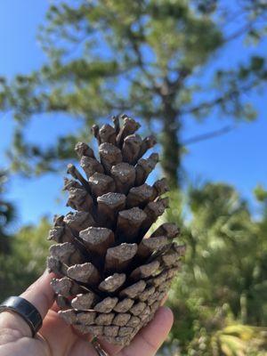 Pine cones so many