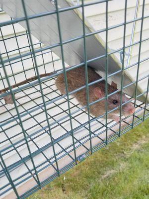 Rat Control of San Francisco