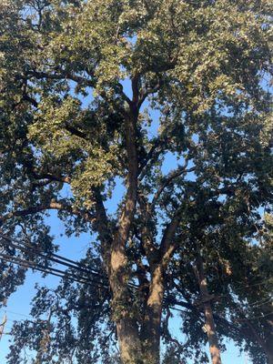 Chichoche Tires & Auto Repair