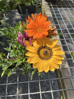 These Gazanias are great