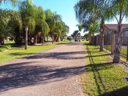 Beautiful Palms at our private paved entry.