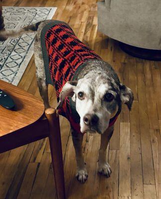 Strasburg Veterinary Clinic