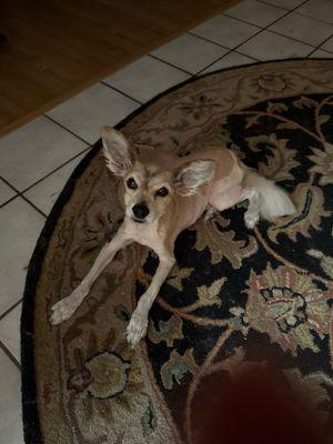 Precious Paws Grooming 'N Pet Market