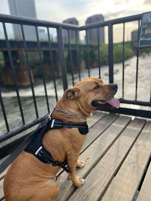 James River Dog Training