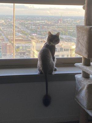 The Grooming Gallery