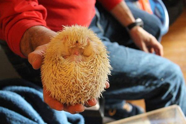 Dave Marchetti's Animal Experiences