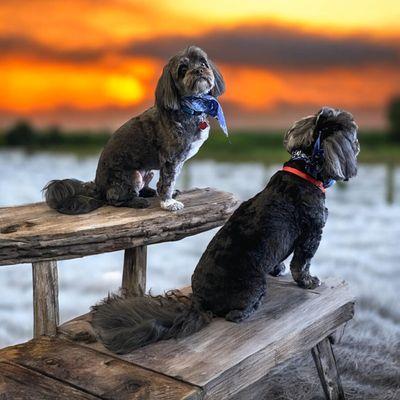 The Groom Room Pet Spa & Boutique