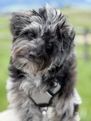 Ancare Veterinary Clinic