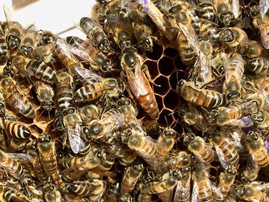 Moss Creek Honey & Bee Removal