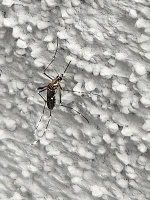 1st Stryke Pest and Termite Solutions