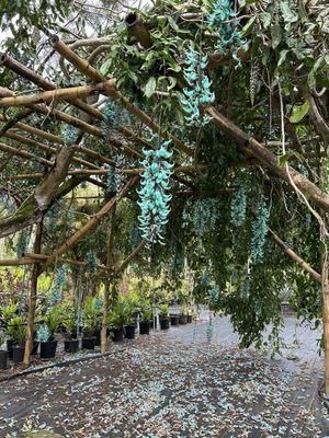 Kauai Seascapes Nursery