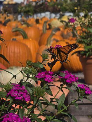 Sunscape Farms