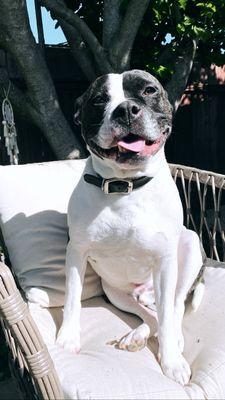 Vacaville Pet Vet Clinic