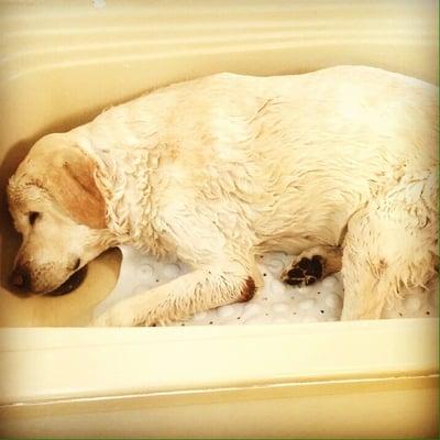 Furever Friends Mobile Pet Spa