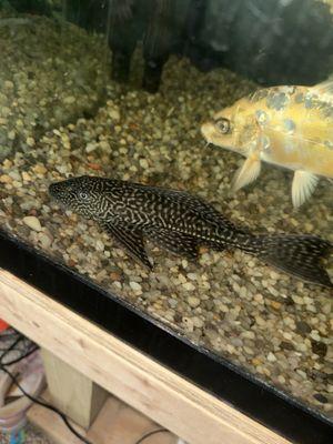 Dotty's Feed and Pet