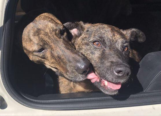 Affordable Pet Grooming