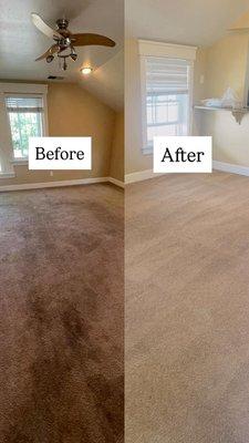 LF Carpet Cleaning