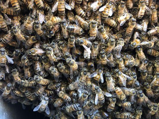 Queen Bee Removal Services