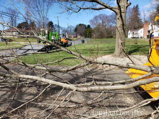 LaPila Arborists and Design