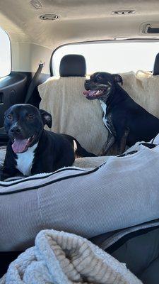 Happy boys after a fun weekend spent at A Paw Above!