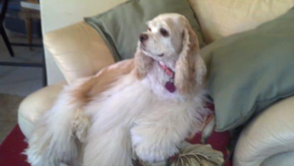 Here is Josie after her gr8 experience with Cheri! She left happy & knowing she was queen of everything!