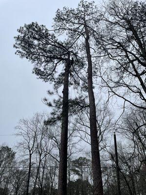 Blankenship’s Tree Service