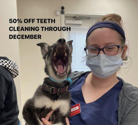 Stringtown Animal Hospital