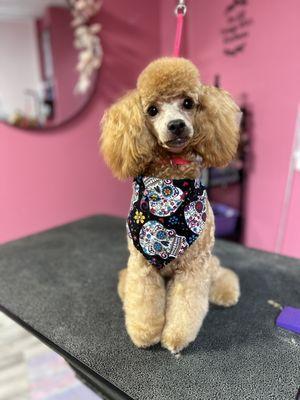 Odyssey Suites And Spa