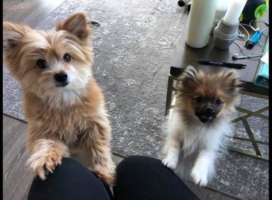 Love Me Always Dog Training