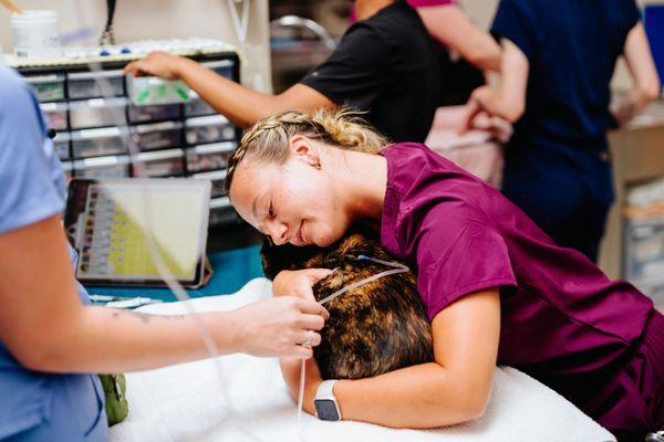 Anne Arundel Veterinary Emergency Clinic